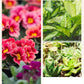 Geconcentreerde voedingsoplossing voor bloemen en planten