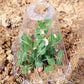 20/30 STUKS Heldere Tuincloche voor Planten