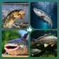 🎣 Vishaak met drijvende bal en hoog drijfvermogen – Drijft vanzelf, bijt direct! 🐟💧 Houdt het aas op de perfecte diepte – meer aanbeten, minder wachten. 🔴⚡